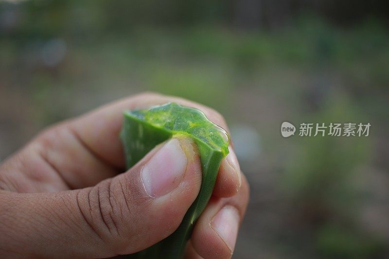 新鲜芦荟