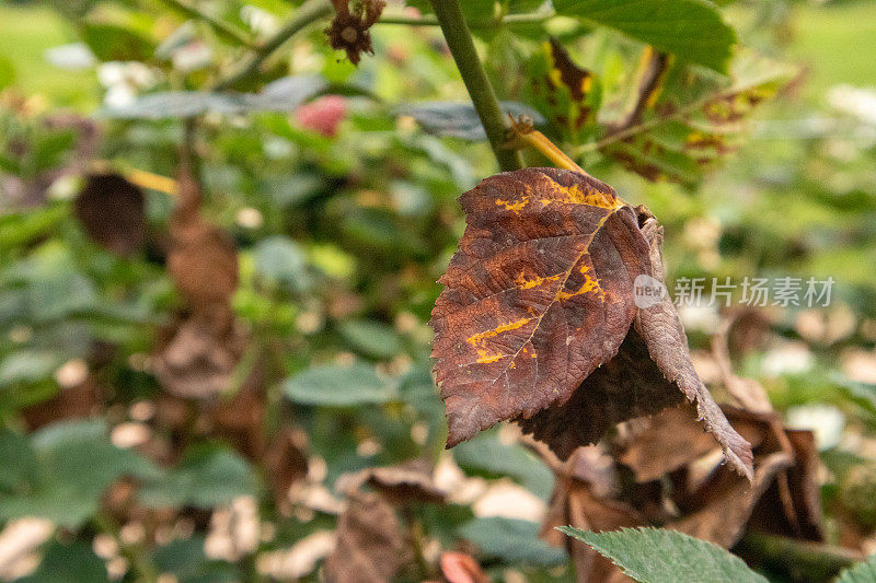 黑莓的叶子和花朵会枯萎成熟，直到叶子变成棕色。