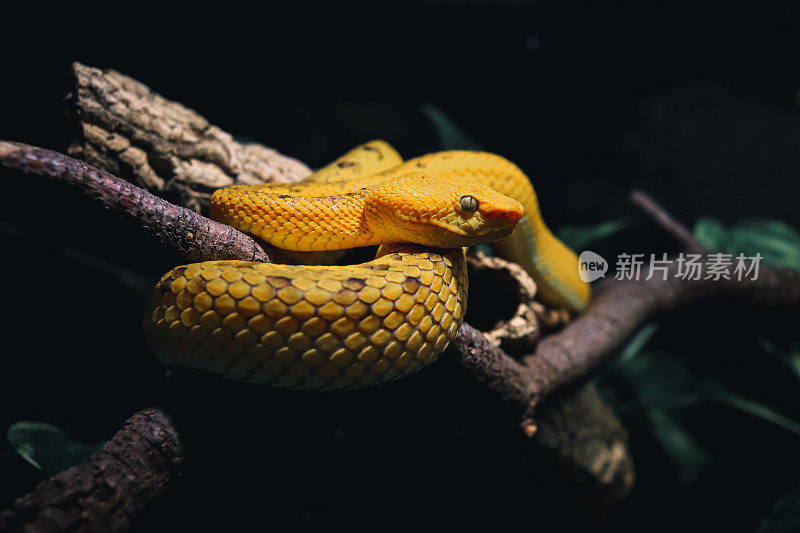 毒蛇，Trimeresurus种，斯里兰卡和科莫多岛。