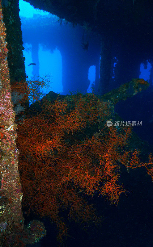 水下摄影在一个令人毛骨悚然的沉船与蓝光射线