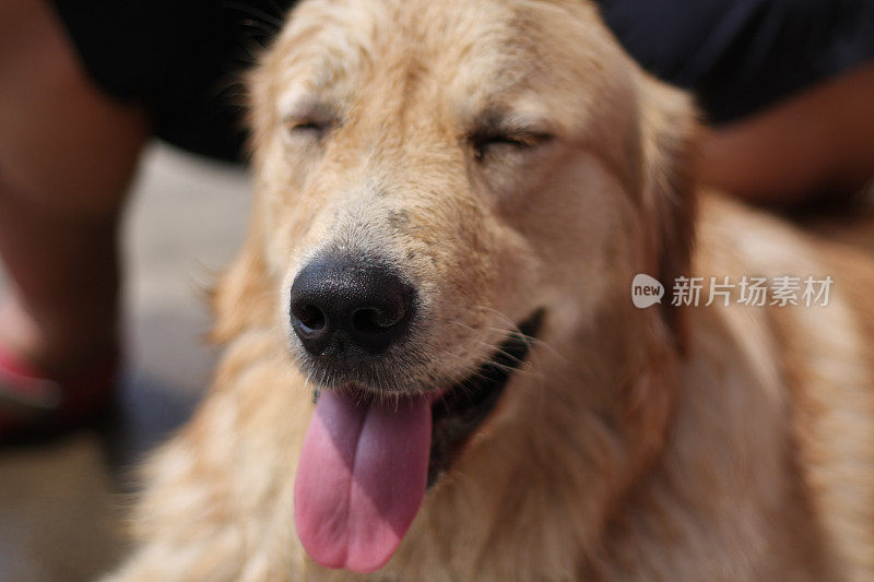 快乐的金毛猎犬快乐的金毛猎犬