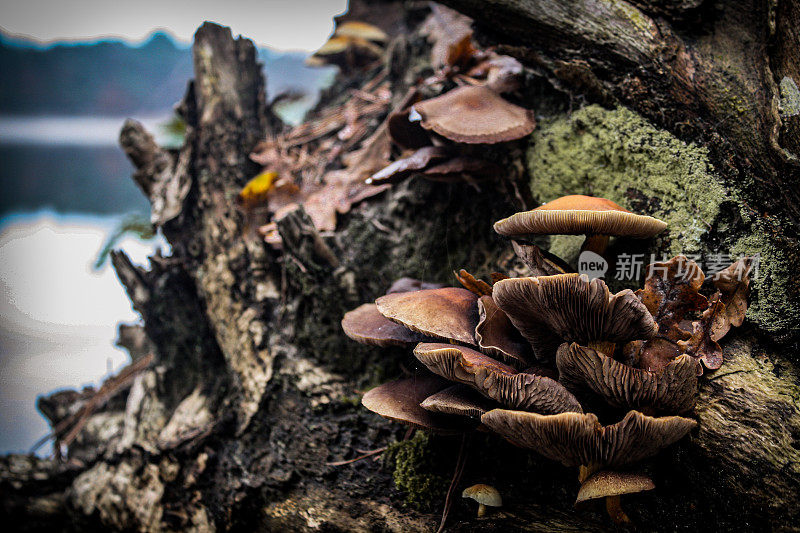 Cool-toned蘑菇