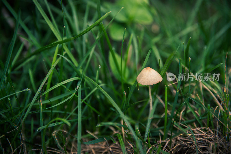 森林里的小蘑菇。植物的背景。