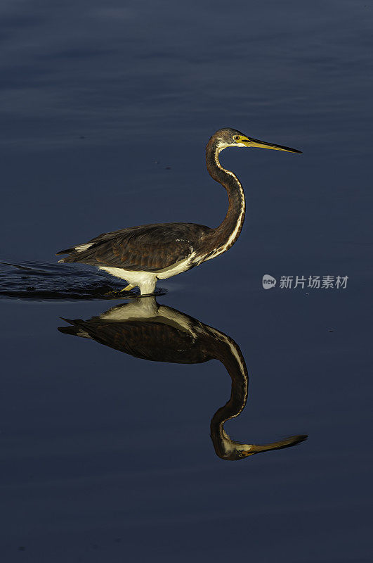 三色苍鹭，路易斯安那苍鹭，三色白鹭，丁达林国家野生动物保护区，萨尼贝尔岛，佛罗里达州。