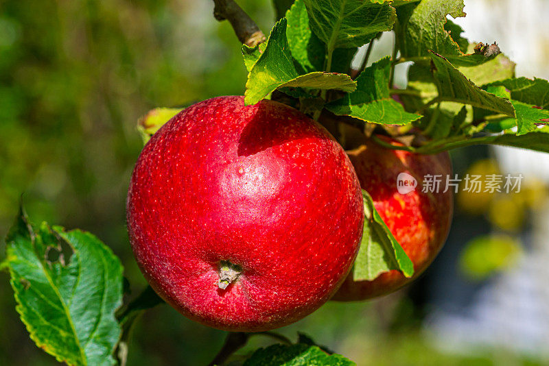 特写红苹果挂在有叶子的树上