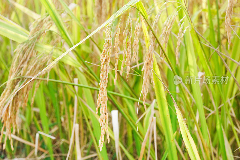 稻田里成熟的稻田
