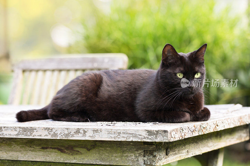 黑猫在花园的桌子上休息看东西