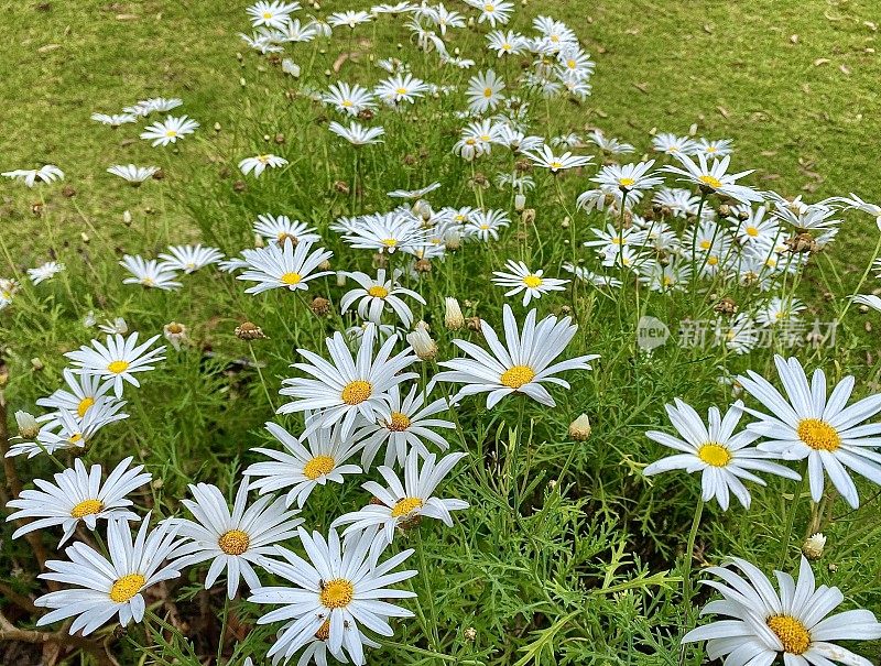 野雏菊在草地上