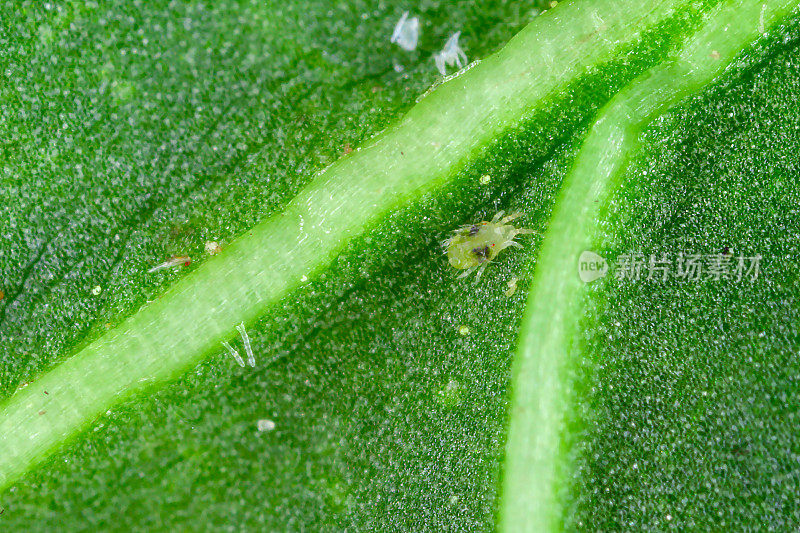 叶上红蜘蛛(叶螨)的特写。可见腐皮、虫卵、粪便、蜘蛛网和受损植物细胞。是一种植食螨类，危害多种植物。