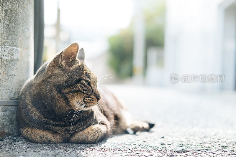 街上昏昏欲睡的虎斑猫