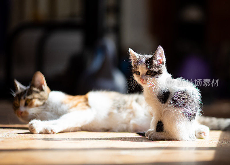 小猫和猫妈妈在地板上休息