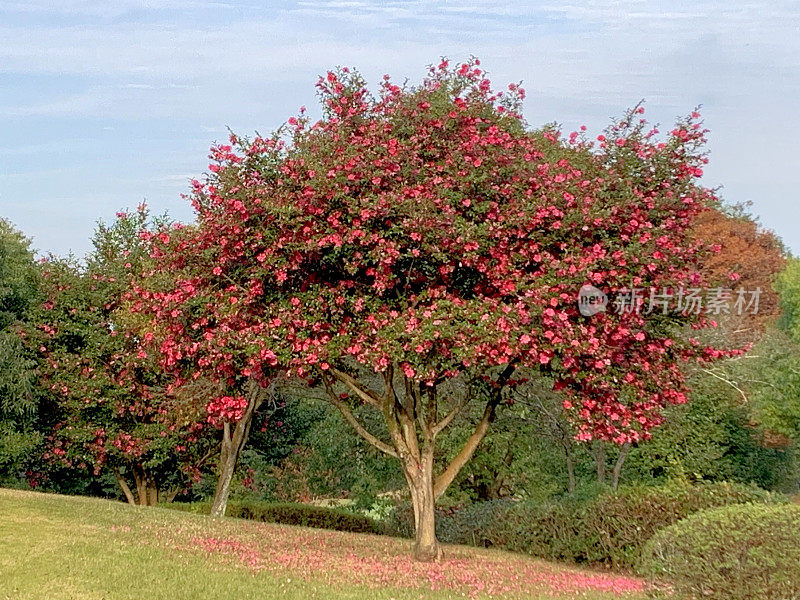 山茶花油茶花