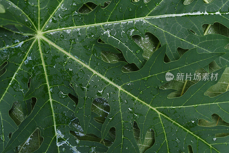 木瓜雨后叶子