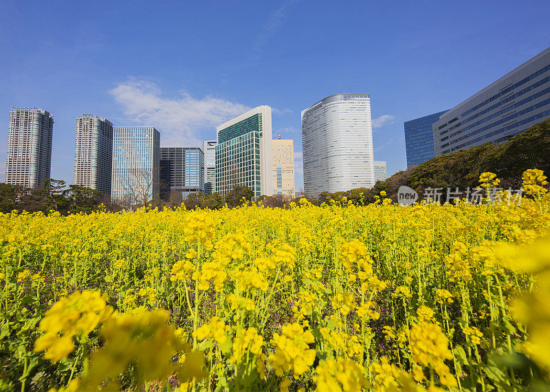 东京办公大楼和菜花