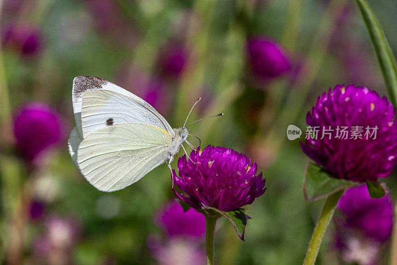 白菜粉蝶，(甘蓝科)，白菜粉蝶，Gomphrena。