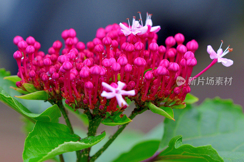 玫瑰花圃