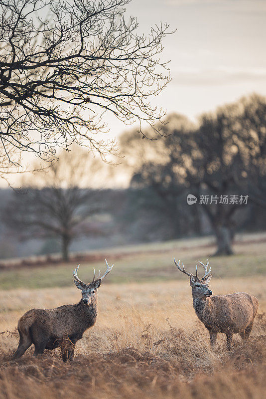 红鹿鹿