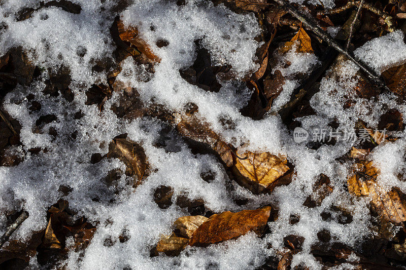 森林地上的最后一场雪