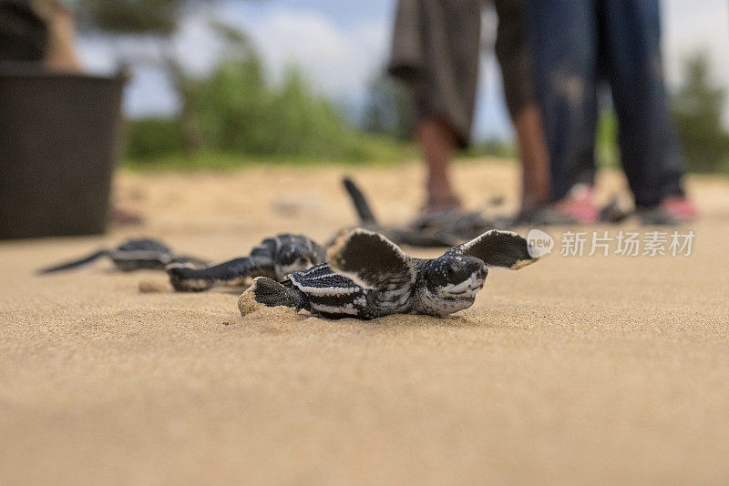 小棱皮龟被放生后将出海