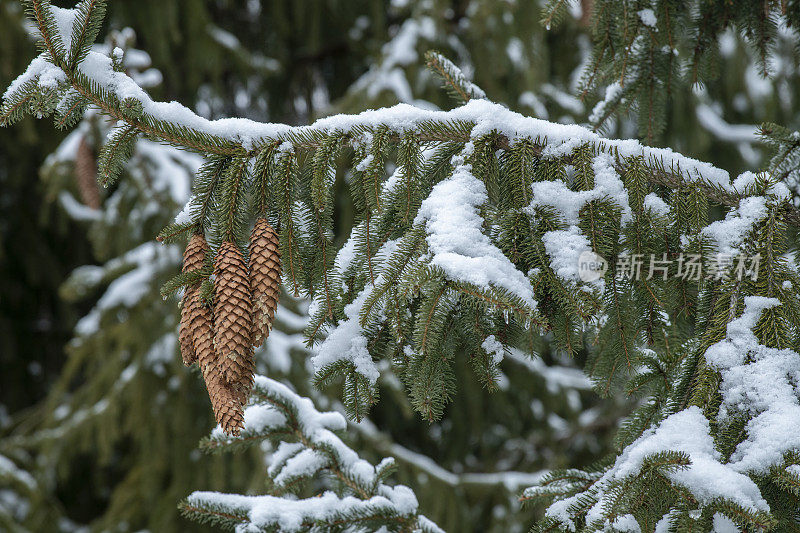 雪后的松树