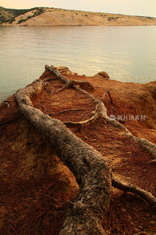 树在亚得里亚海的水中扎根