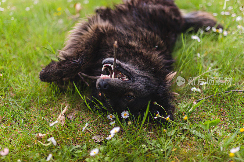 黑狗躺在草地上开玩笑地咬着一根棍子
