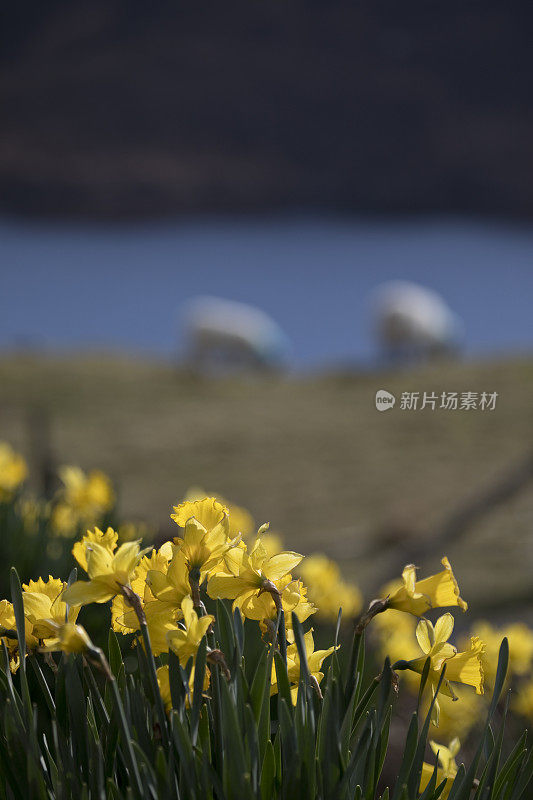 路易斯岛花园里的水仙花