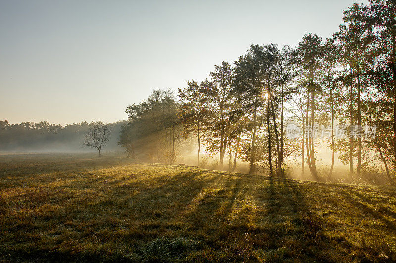 阳光透过树木照射在覆盖着雾的草地上