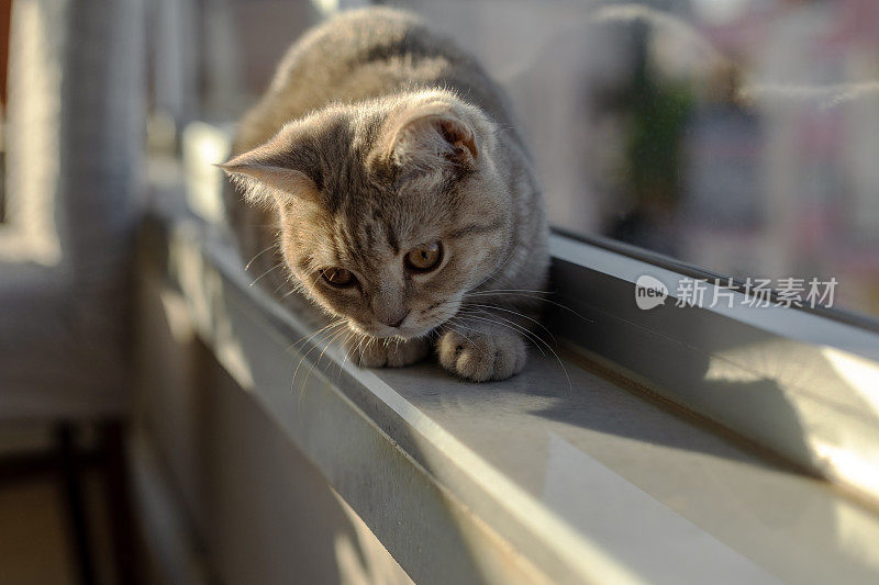坐在窗台上的猫