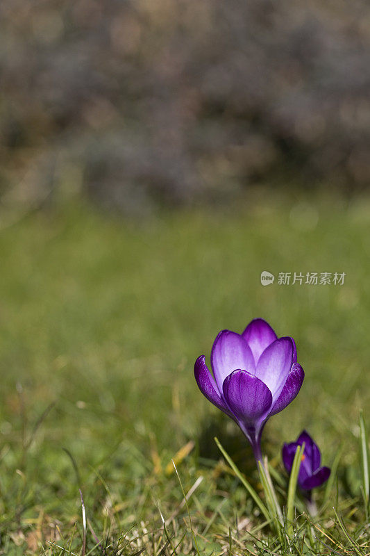 在春天盛开的藏红花，曼联