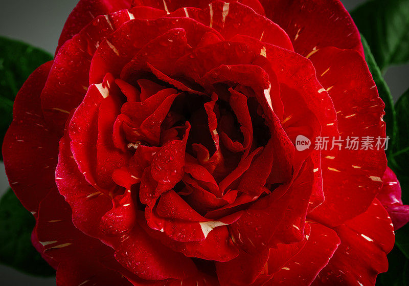 微距摄影红玫瑰作为背景。