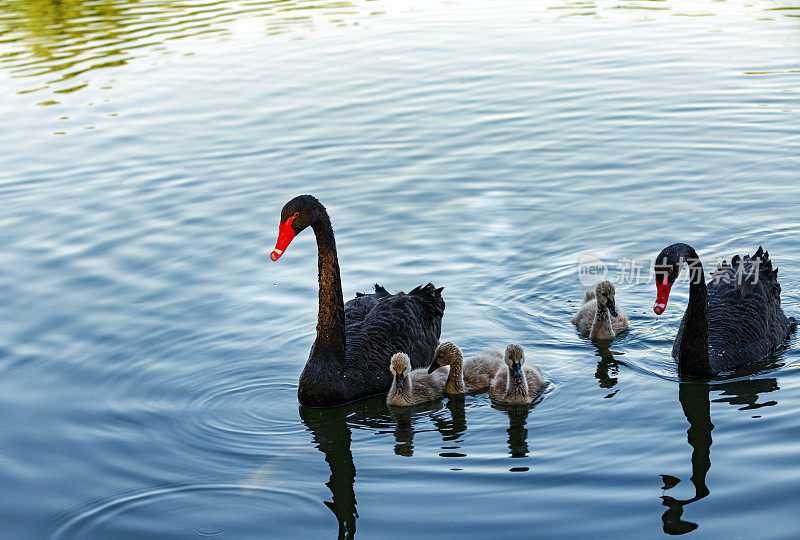 黑天鹅一家，黑天鹅父母带领小天鹅“n”n在水上觅食
