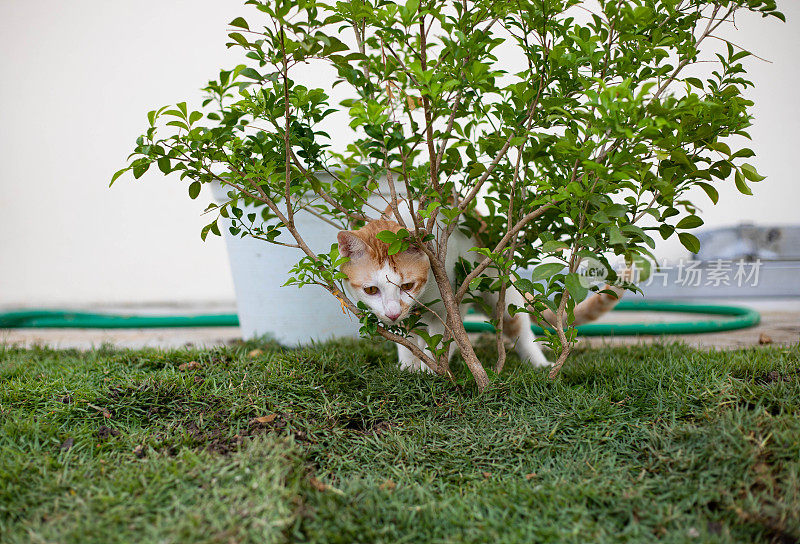 草地上的猫