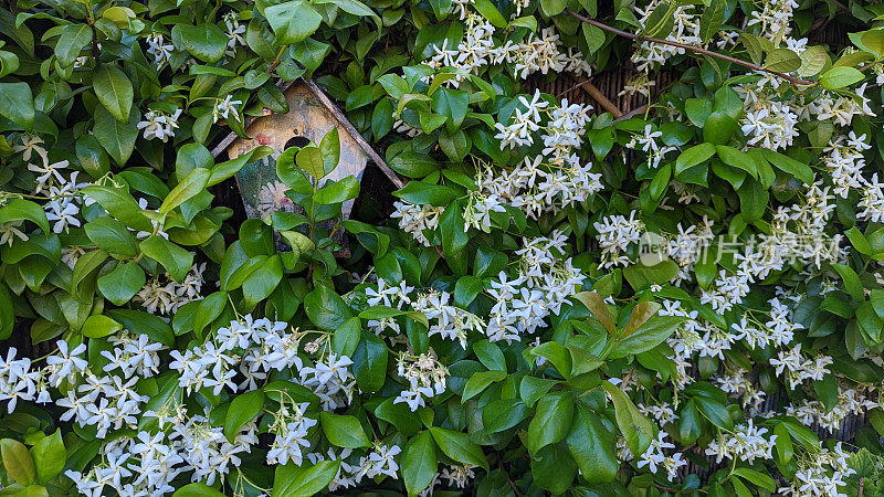 茉莉花