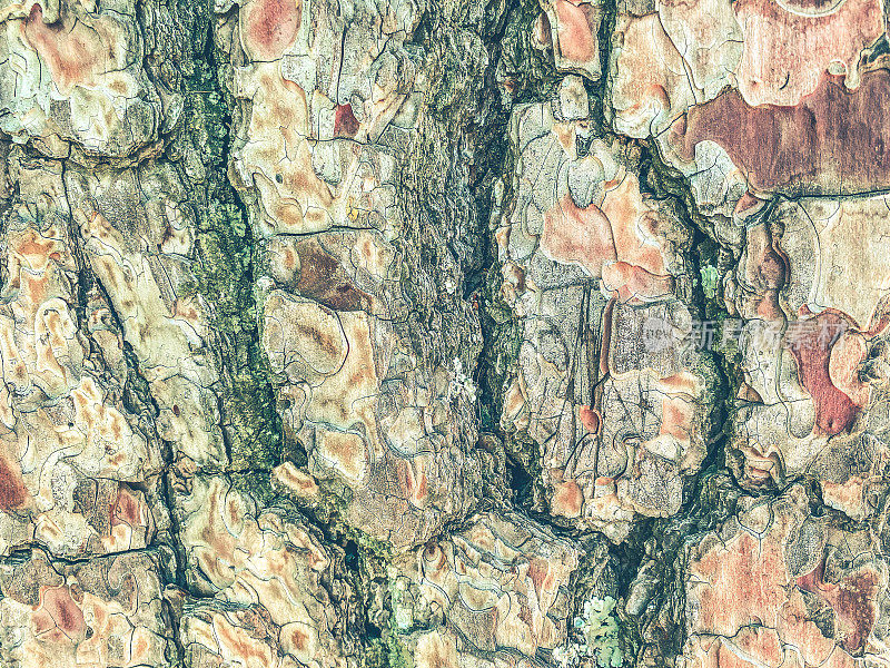 老树皮，质地。背景。天然材料。粗糙的大棕色树皮。容积三维背景