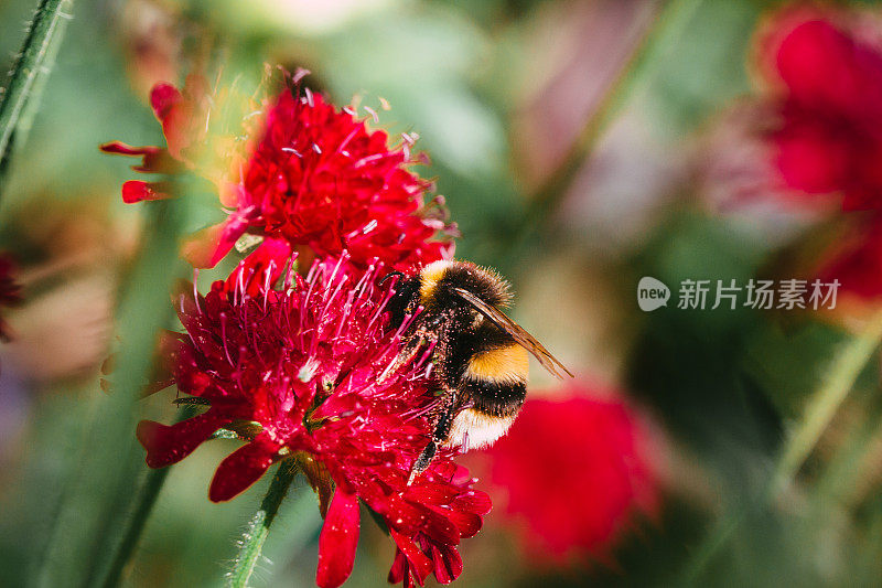 大黄蜂在花园里给花授粉的特写