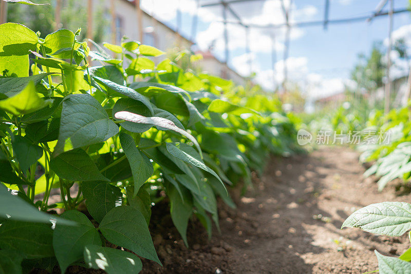 四季豆种植在花园后院的苗床上