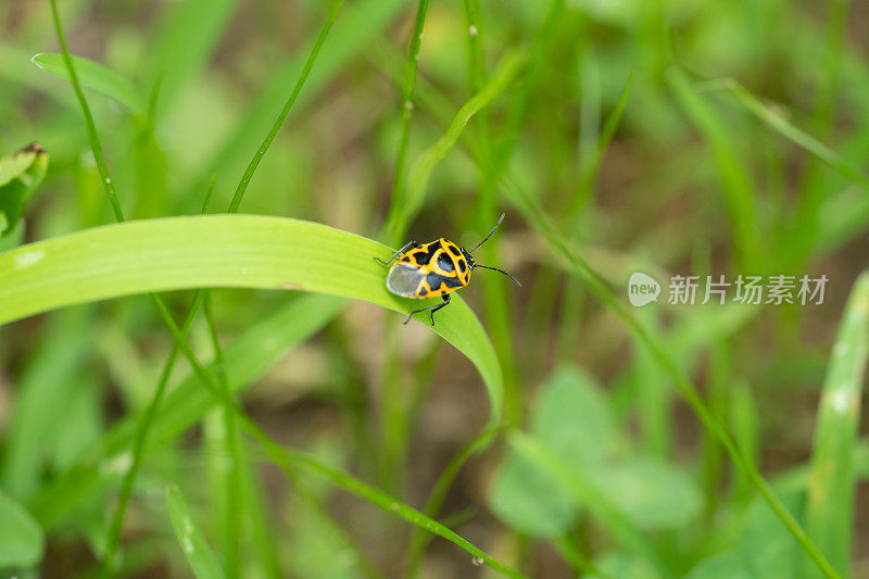 一只背上有黑点的黄色小甲虫在一片草叶上行走