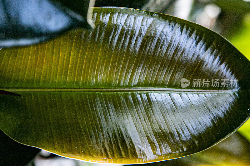 植物叶片宏