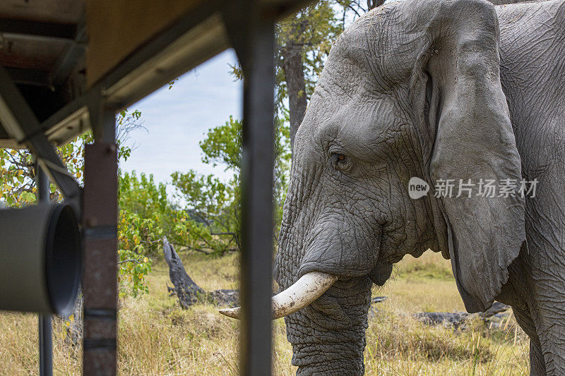 在非洲博茨瓦纳的奥卡万戈三角洲，一头非洲大象正靠近一辆狩猎车