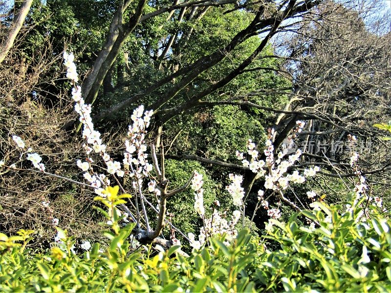 日本。3月。阳光明媚的早晨。梅花。