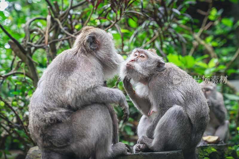 两只猴子互相看着对方