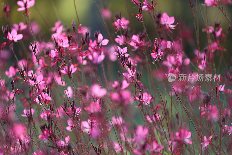 虚拟化背景，美丽的自然绿色背景与花朵