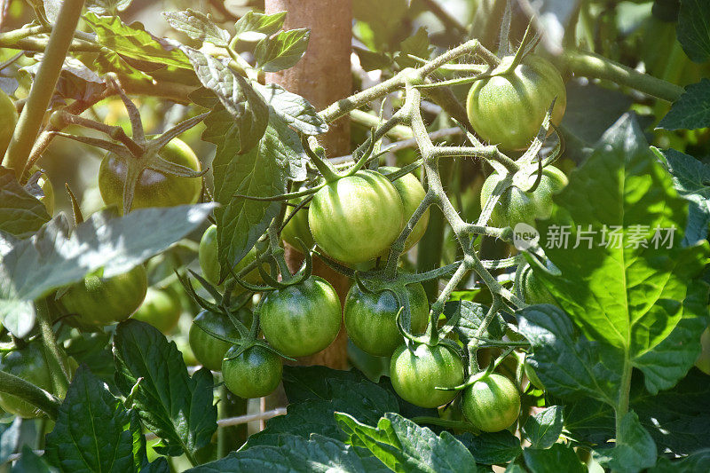 花园里的西红柿。新鲜有机的番茄生长在番茄植株上