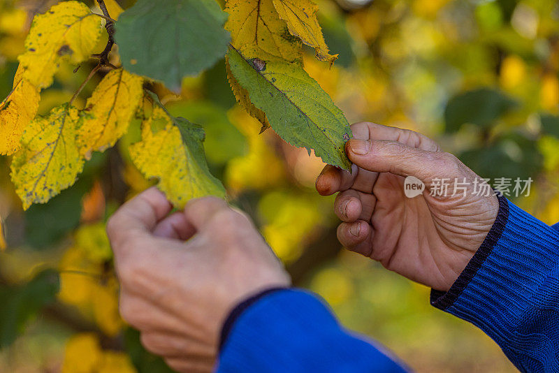 一位老人的手握着一片黄叶