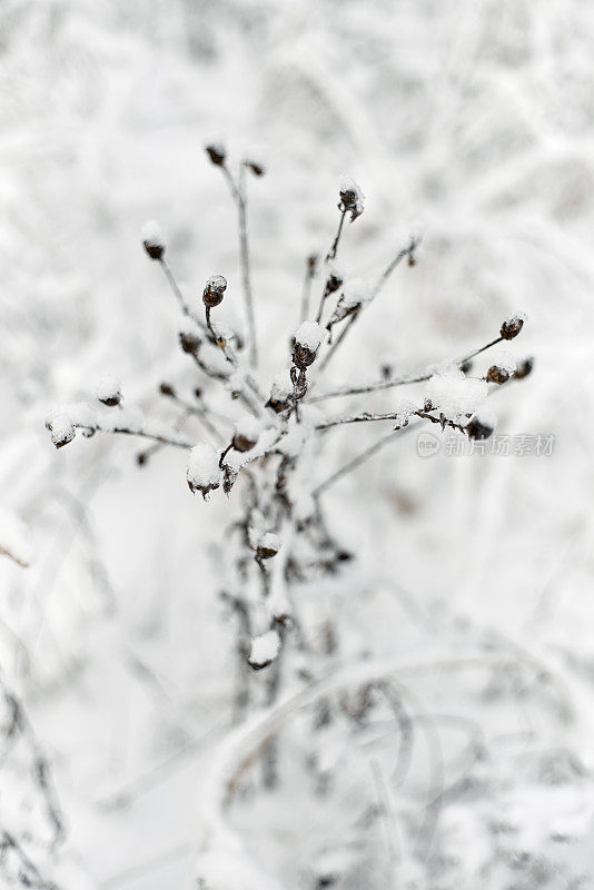 冬天的草被雪覆盖