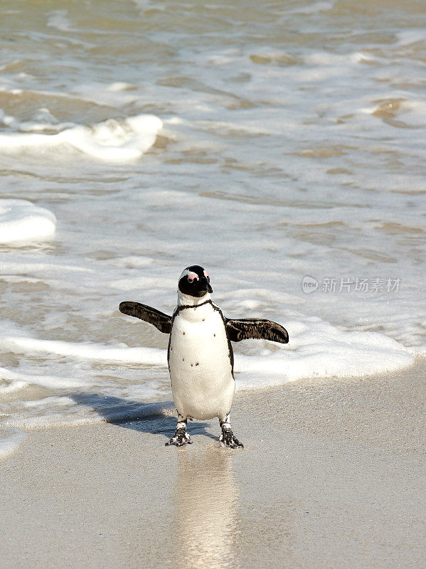 南非卵石海滩上的黑脚企鹅