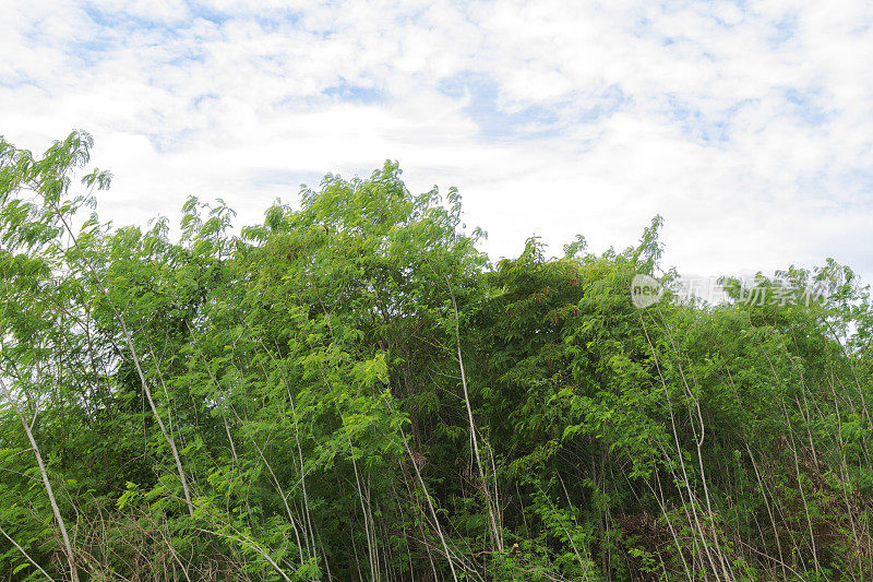 考艾的热带树木、竹子和白冲的天空