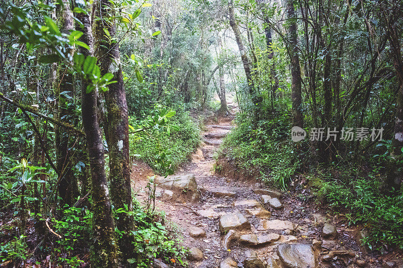 在一个雾蒙蒙的寒冷日子里，穿越斯里兰卡雨林的小路