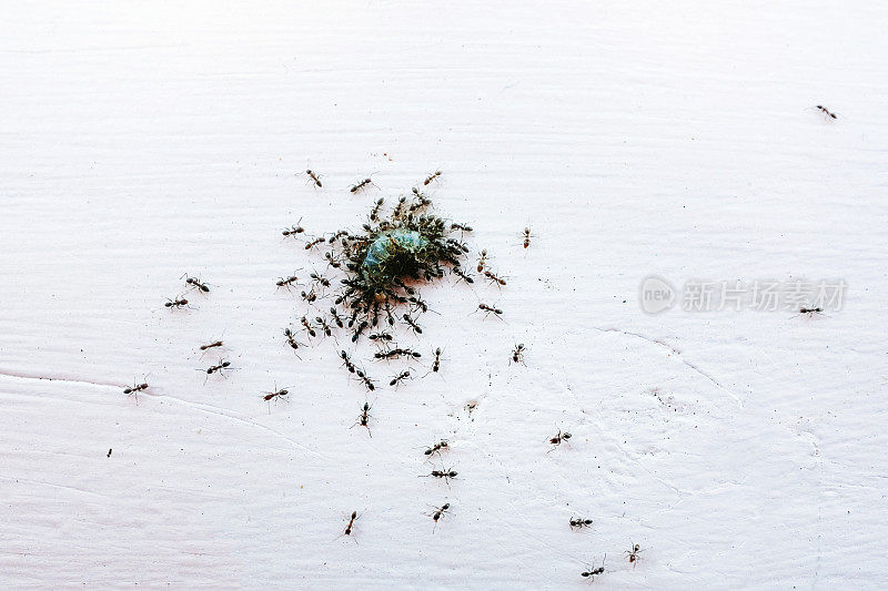 蚂蚁聚集在一起捕食死去的昆虫幼虫